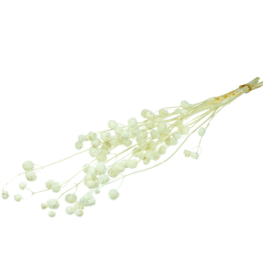 Calicarpa white 70 cm