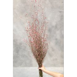 Centaurea Pink 300 gr. 