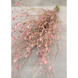 Centaurea Pink 300 gr. 