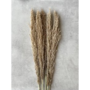 Big Canna Natur pr. stk 