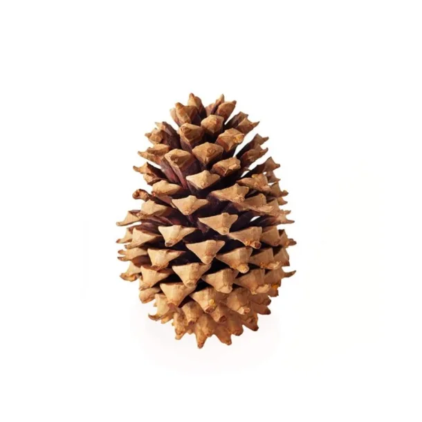 Coulter  Cones 20/25 cm  Natur