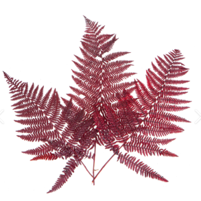 Felcioni Terracottai 15 stk