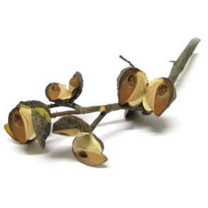 Hakea-Zweige 18 stk, Natur