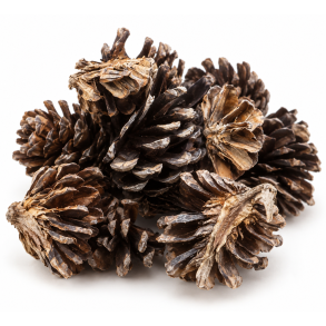 Pine Cone Halve 50 stk. 