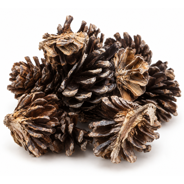 Pine Cone Halve 50 stk. 
