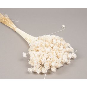 Hill Flower Hvid, 100 gr