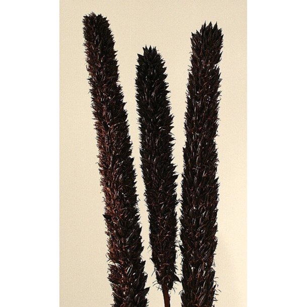 Cirius 115 cm Natur pr. stk. 