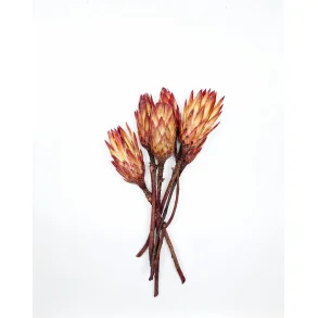 Compacta Rot, 25 stk,