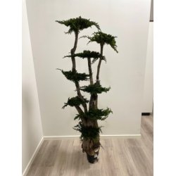 Jumbo Procumbens 190 cm