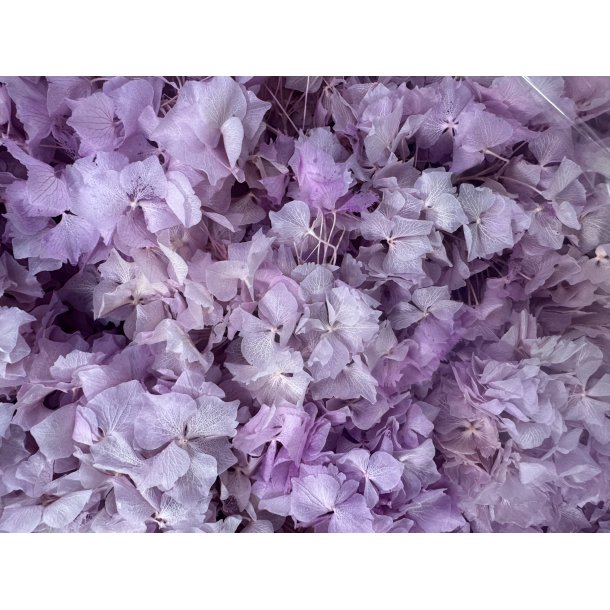 Hortensia sart lilla