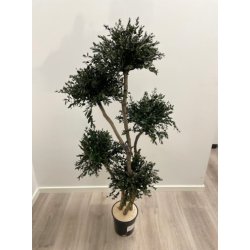 Multibolas arbol 5 parvofolia