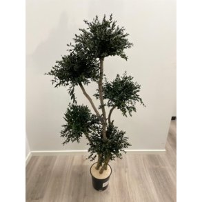 Multibolas arbol 5 parvofolia