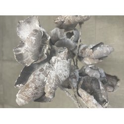 Palmcup p stilk 20 stk. whitewash