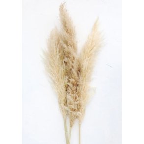 Pampas nature 10 pcs