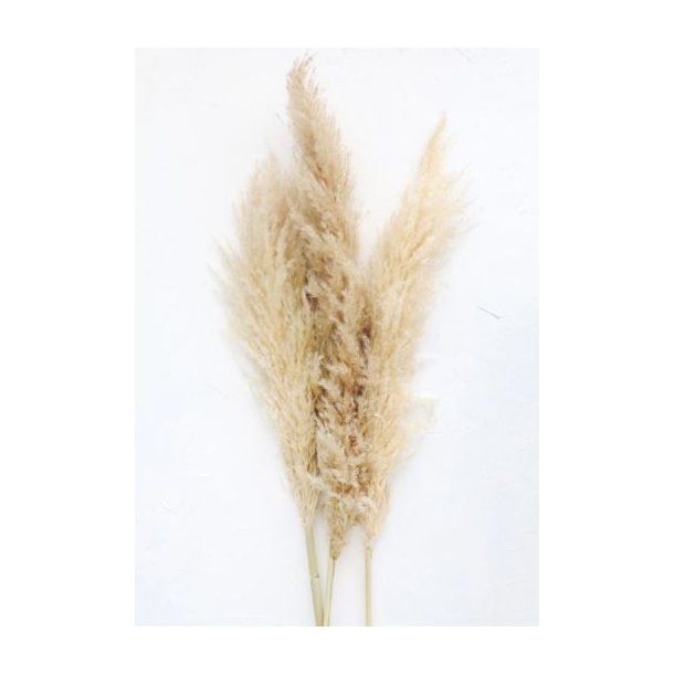 Pampas nature 10 pcs