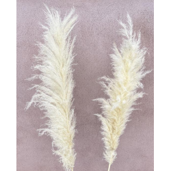 Dang Pampas Hvid pr. stk 