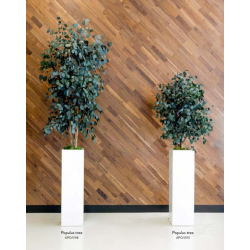 Slim populus 2,40 meter