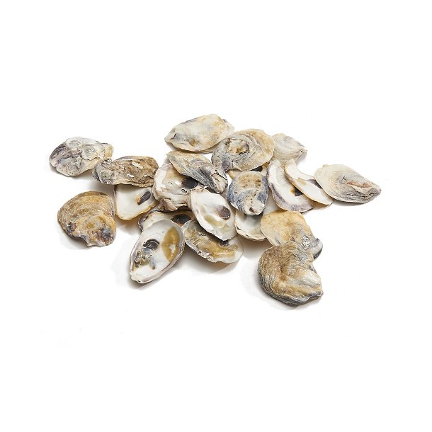 Shell oyster talaba 1 kg