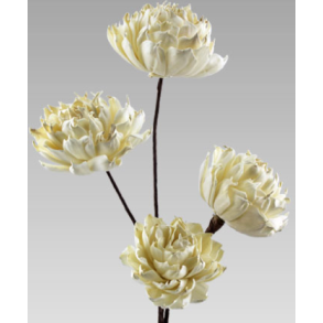 Shola Spike flowers 5 stk.