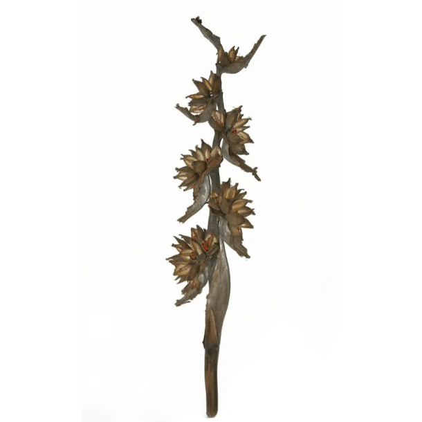 Sororoca Trunk 150-170 cm