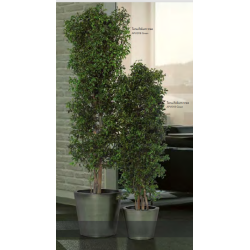 Slim tenuifolium 1,80 meter