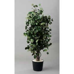 Slim populus 1,80 meter