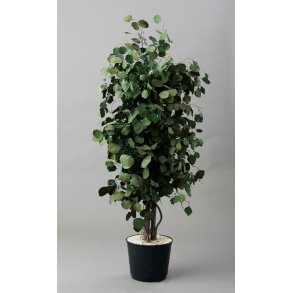 Slim populus 1,30 meter