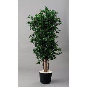 Slim tenuifolium 1,30 meter