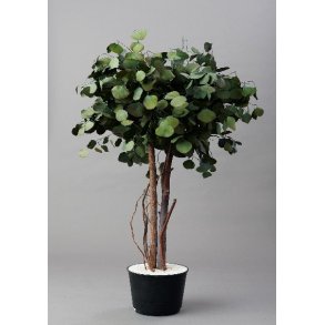 Populus crown tree 1,30 meter