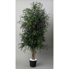 Wide parvifolia 1,30 meter