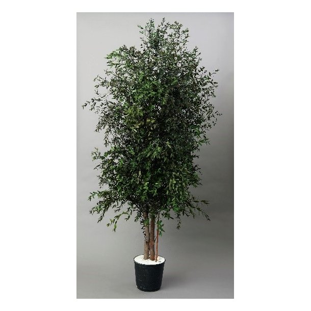 Wide parvifolia 1,30 meter